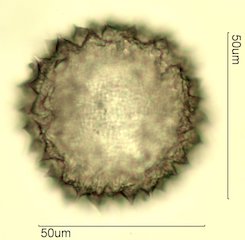 Sida acuta Pollen